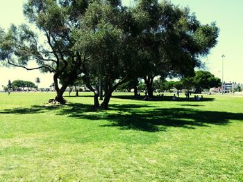 Trees on grassy field