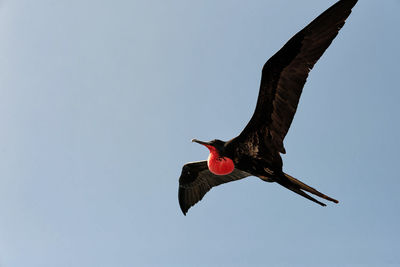 Low angle view of bird flying