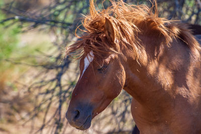 Close-up of a horse head