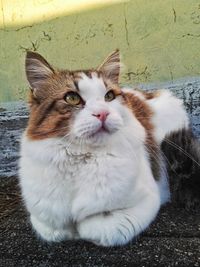 Close-up portrait of cat