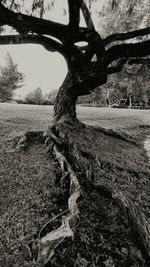 Bare trees on field