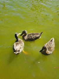 High angle view of duck swimming in lake