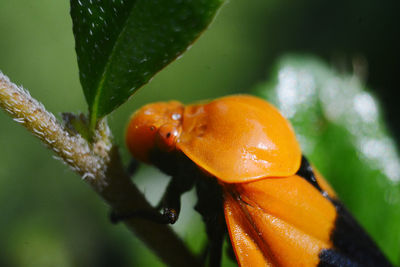 Close-up of insect on leaf