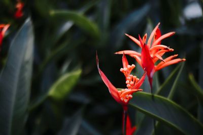 Close-up of red rose flower