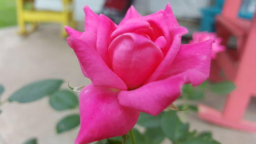 Close-up of pink rose