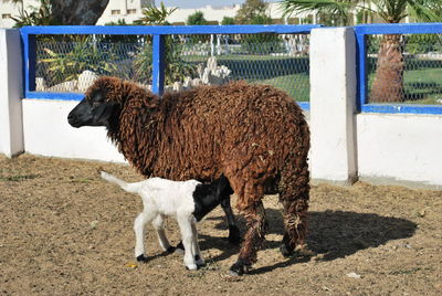 Close-up of a goat