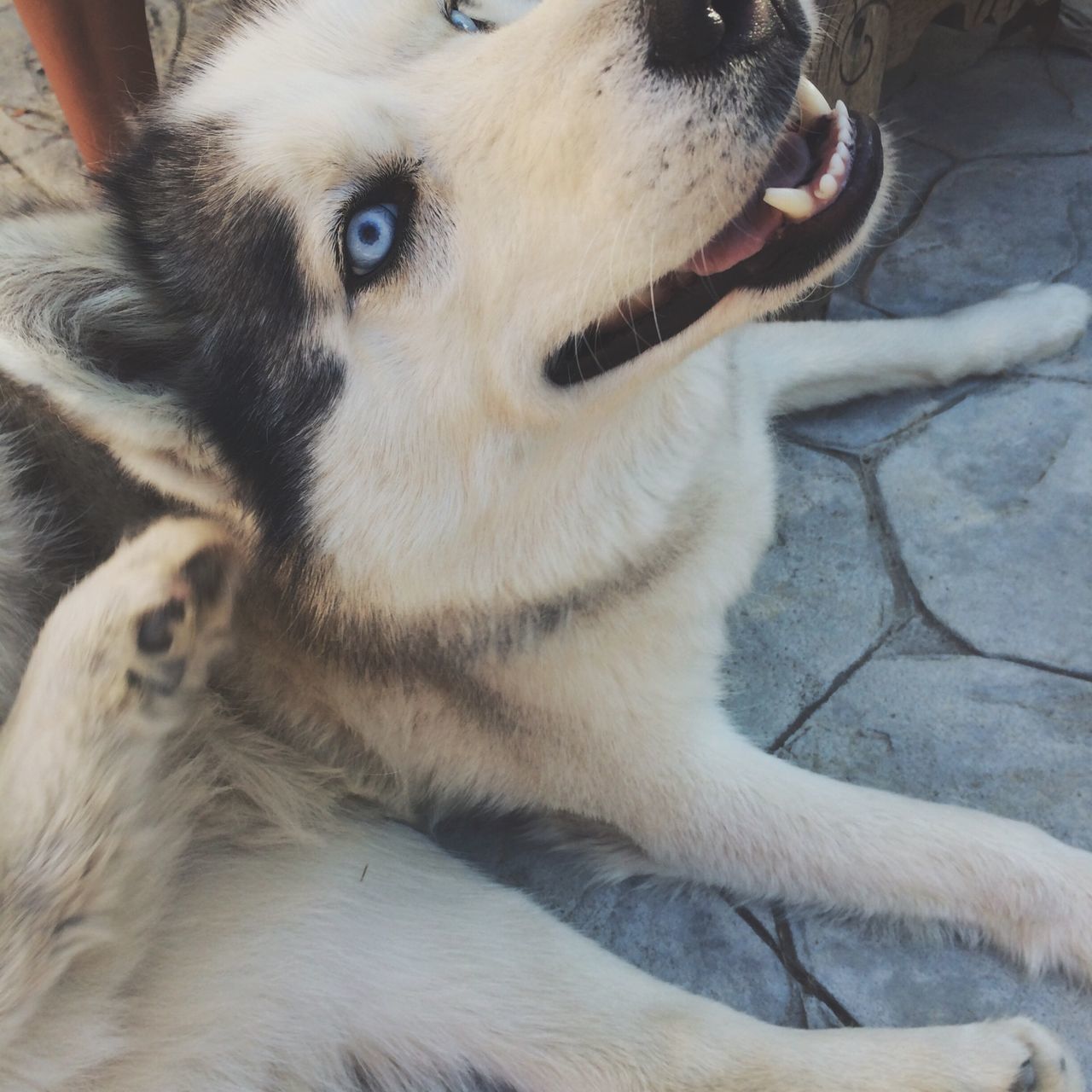 animal themes, one animal, mammal, domestic animals, pets, animal head, close-up, animal body part, portrait, dog, looking at camera, focus on foreground, part of, two animals, zoology, no people, vertebrate, animal eye, snout