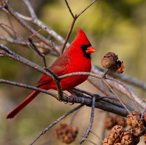 Close-up of bird perching on branch