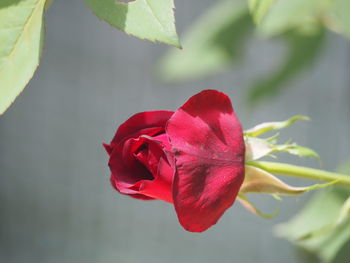 Close-up of red rose