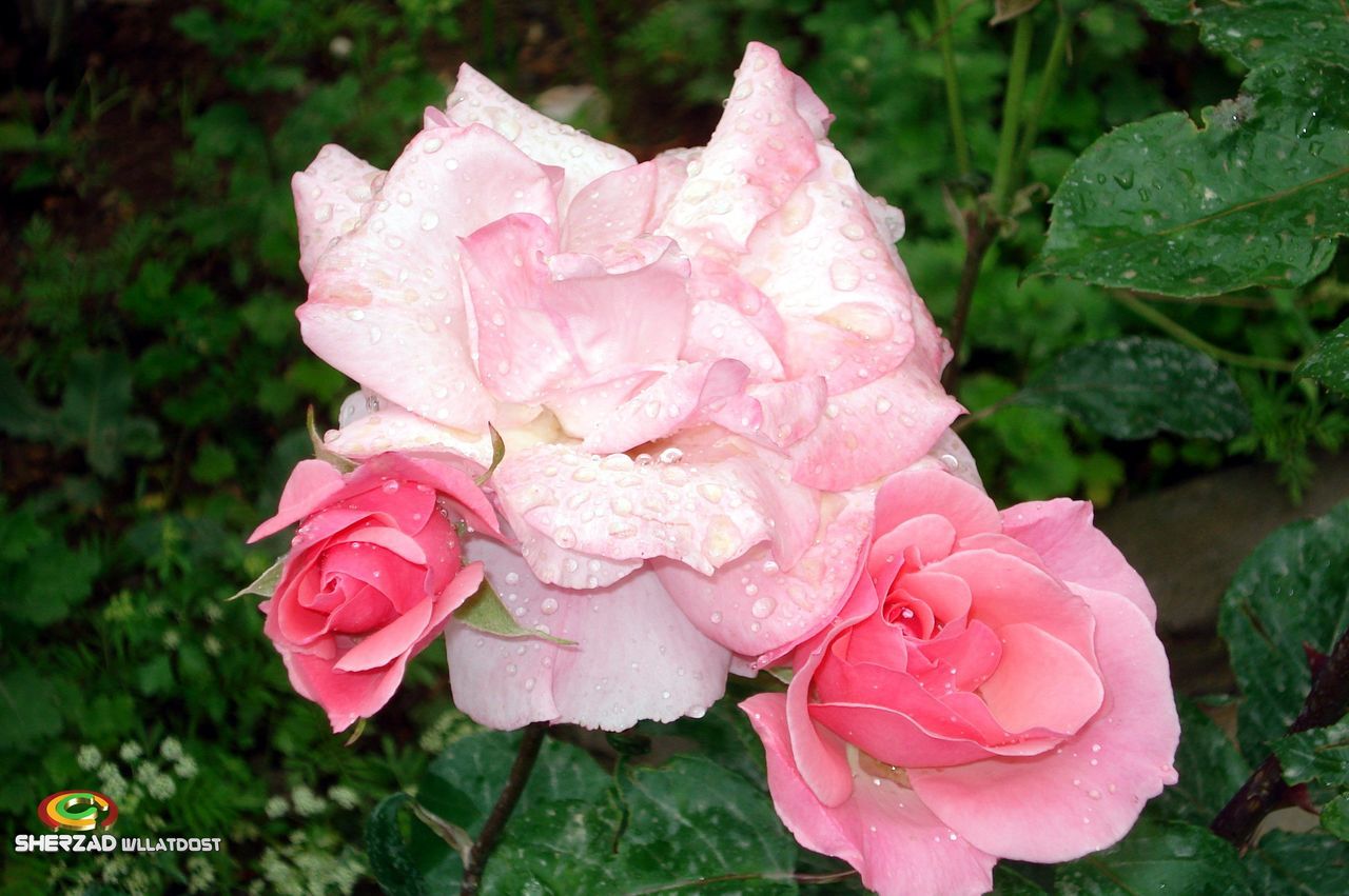 flower, petal, freshness, fragility, flower head, pink color, drop, water, growth, beauty in nature, wet, close-up, blooming, plant, focus on foreground, rose - flower, nature, leaf, in bloom, outdoors