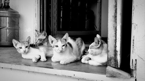 Portrait of cats resting