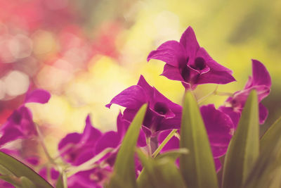 Close-up of pink flower