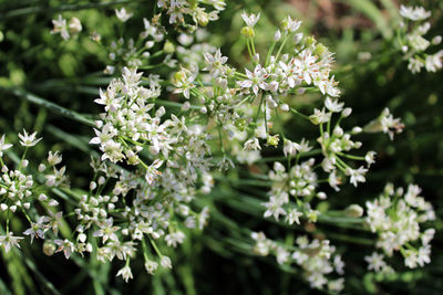 Close-up of white flowering plant