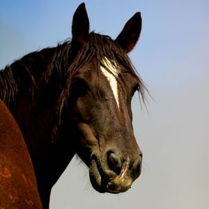 Close-up of a horse against the sky