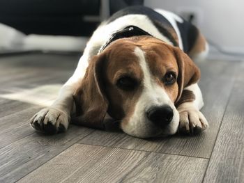 Close-up portrait of dog lying on floor