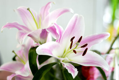 Close-up of pink flower