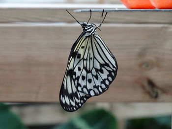 Close-up of butterfly