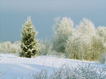 Trees on snow covered field against sky