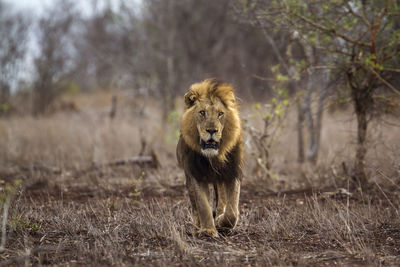 lion front view walking