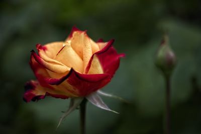 Close-up of red rose