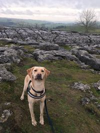 Portrait of dog standing on rock