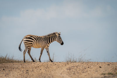 Zebra standing on field