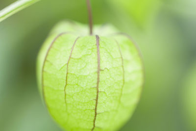 Close-up of fruit