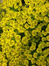 Full frame shot of yellow flowering plants