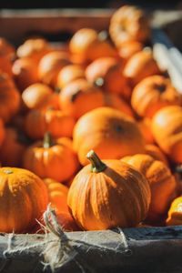 Close-up of pumpkins