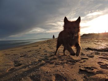 Dog on beach against sky during sunset