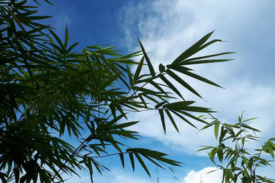 Low angle view of plant against sky