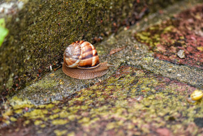 Close-up of snail on rock