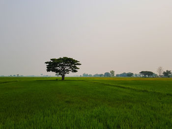 Scenic view of agricultural field against clear sky