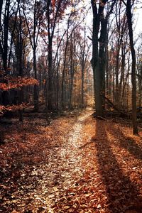 Trees in forest