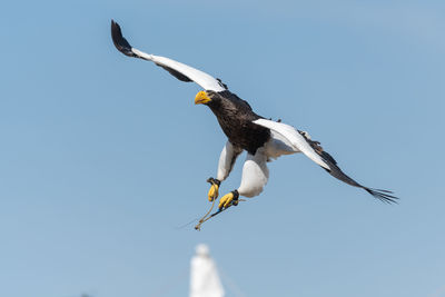 Close up of a stellers sea eagle flying in a falconry demonstration.