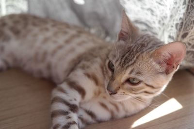 Close-up of bengal kitten resting on floor