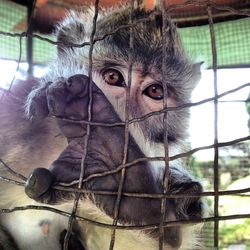 Close-up portrait of monkey in zoo