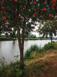 Trees on lakeshore