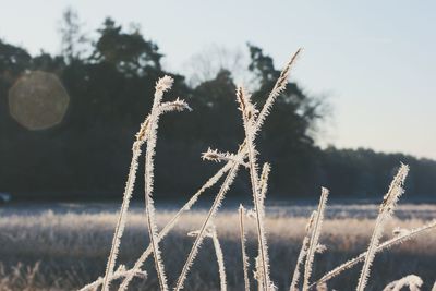 Close-up of plants against sky