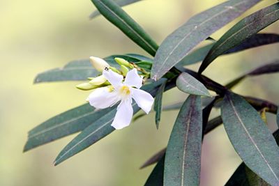 Close-up of white flowers