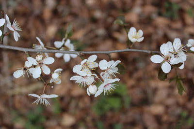 Close-up of white flowering plant