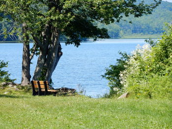 Trees on lakeshore