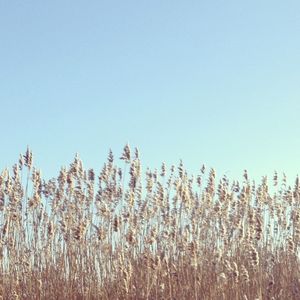 Plants growing on field against clear sky