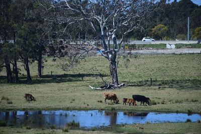 Horses in a field