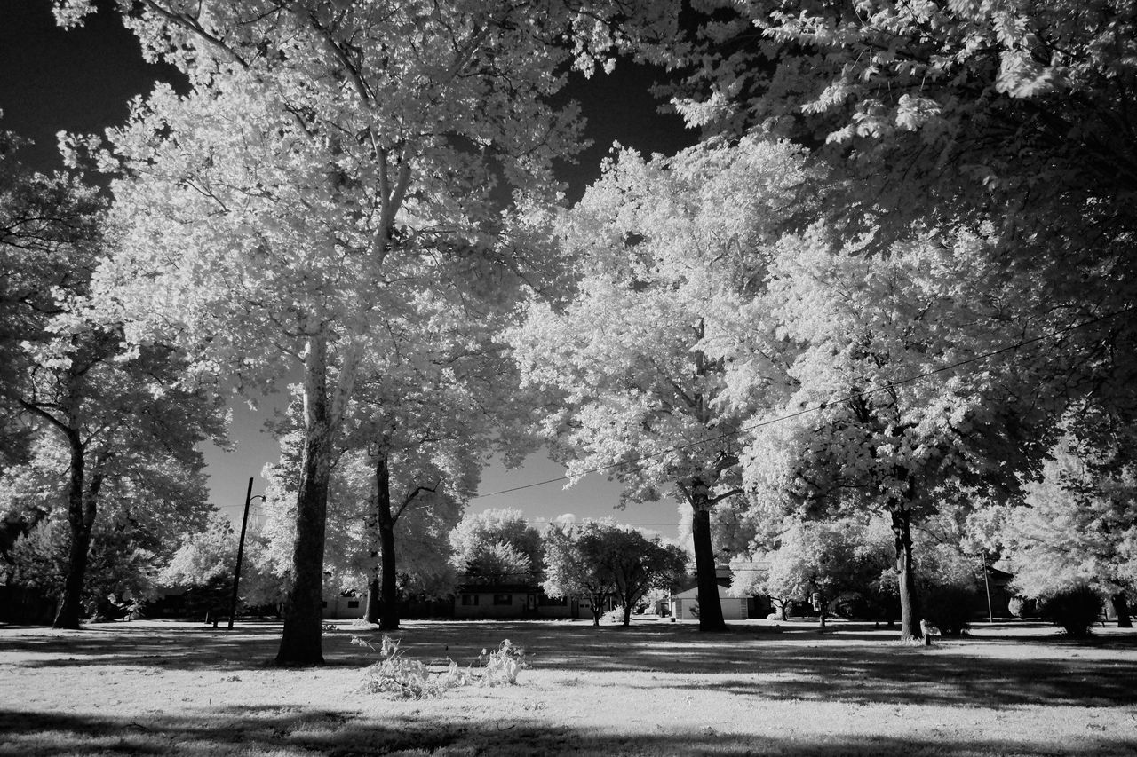 TREES AGAINST SKY IN PARK