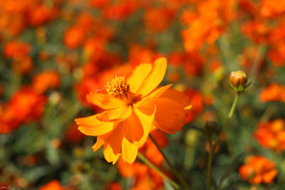 Close-up of orange flowering plant