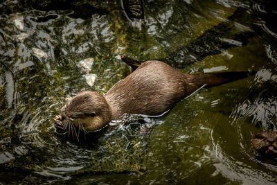 High angle view of duck swimming in lake