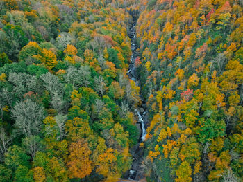 High angle view of autumn trees in forest