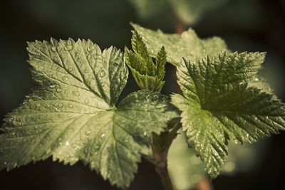 Close-up of leaves
