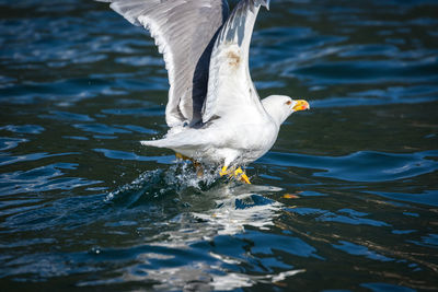 Seagull flying over lake